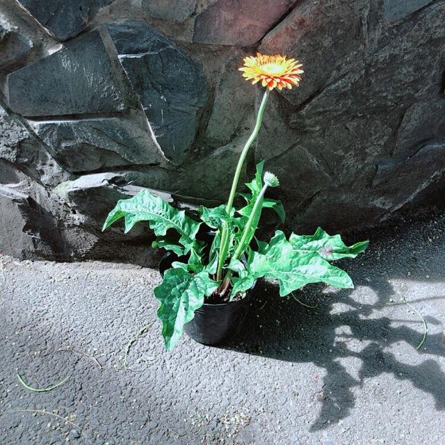 Cây Hoa Đồng Tiền