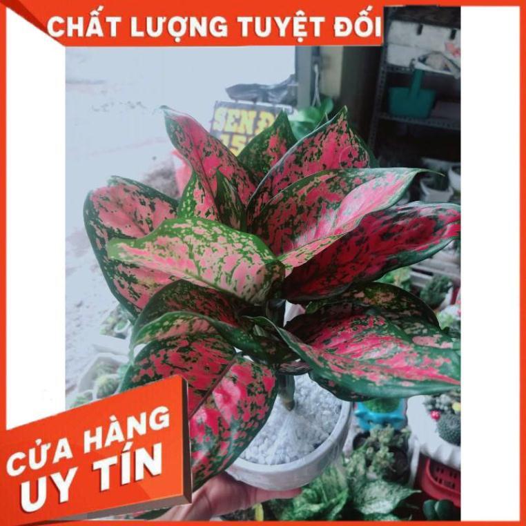 Chậu cây vạn lộc Nhiều Người Mua