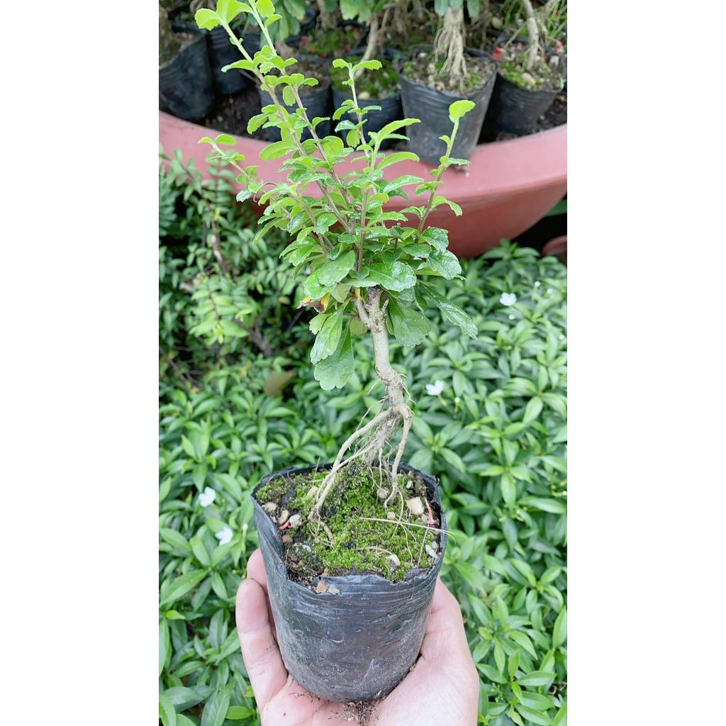 Cây Trà Phúc Kiếng