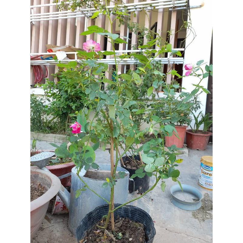 Hoa hồng Sheherazad- cây trưởng thành