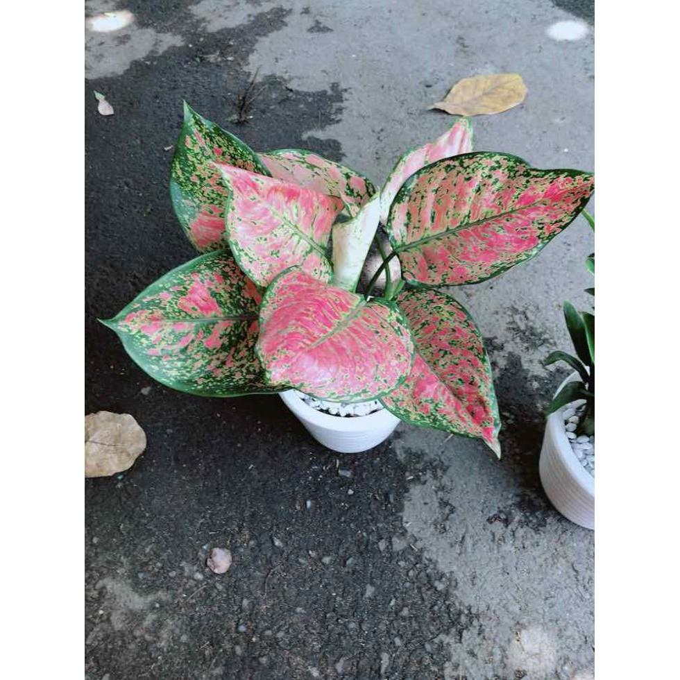 Chậu Vạn Lộc Bán Chạy