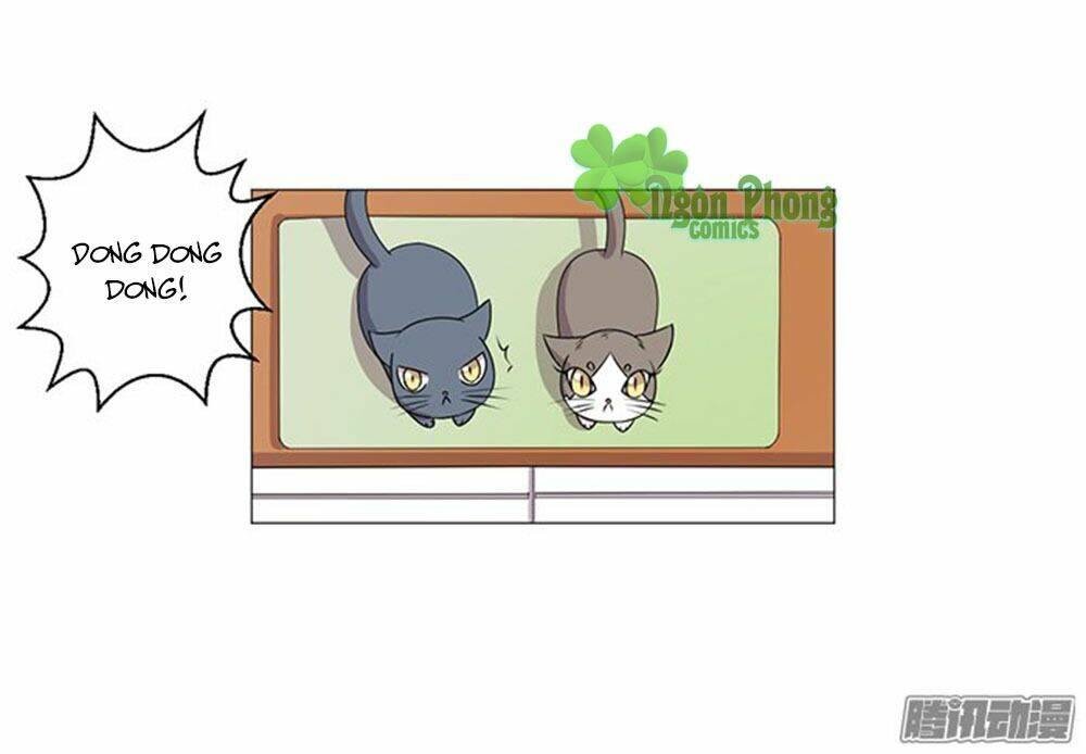 hai chú mèo totem chapter 38 22