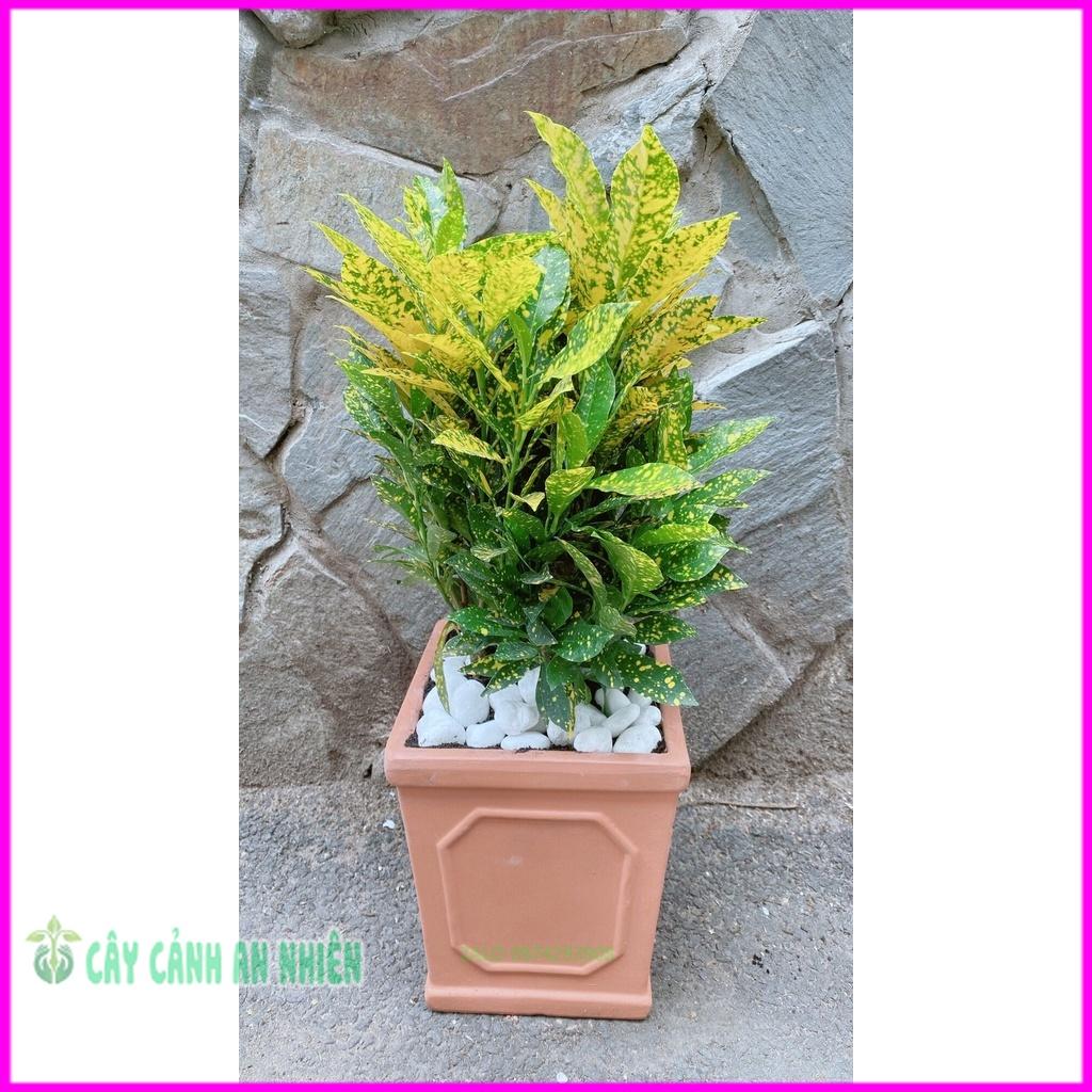 Chậu Cây Vàng Bạc