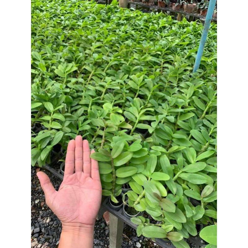 Hoa phong lan phi điệp lá mít gieo hạt