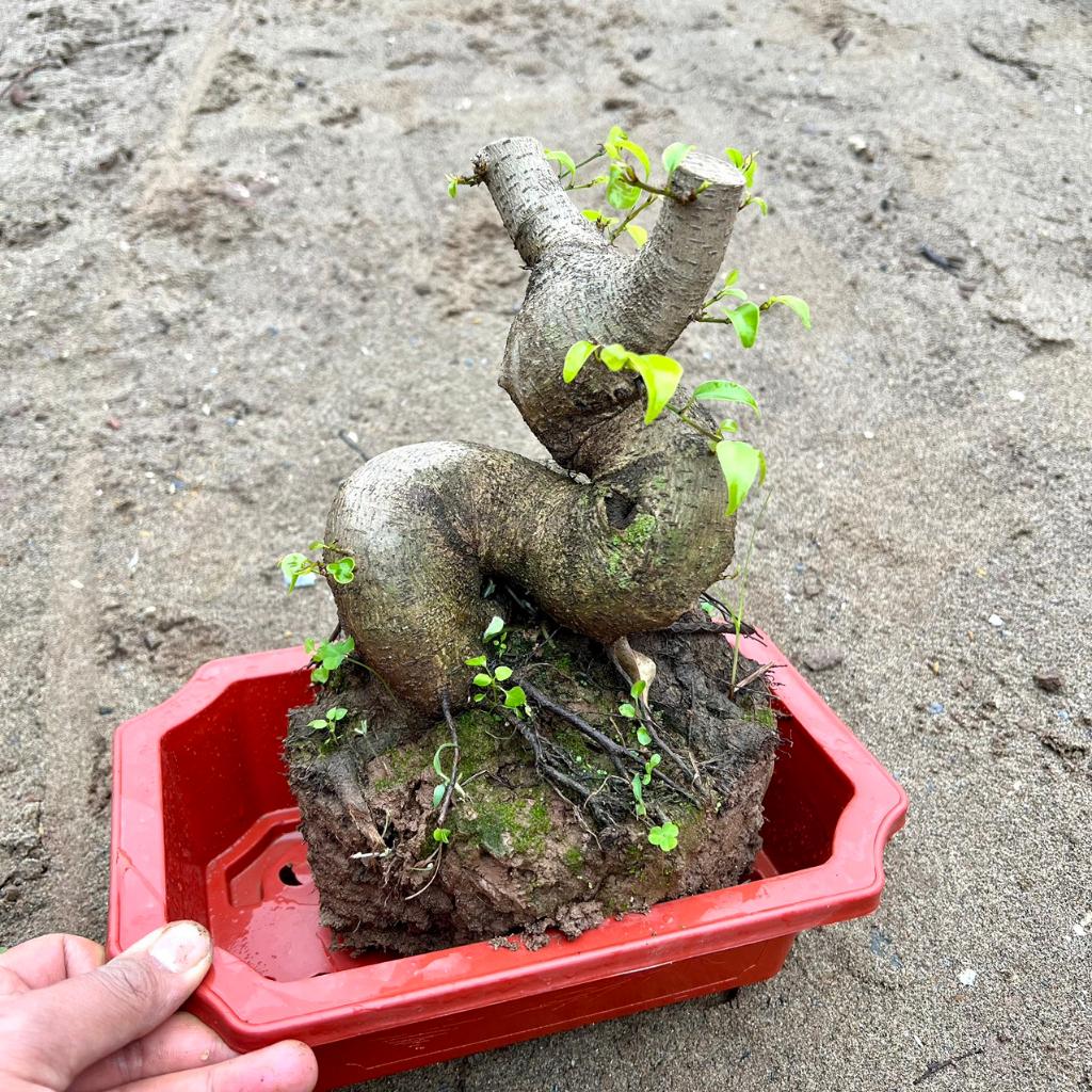 Cây sanh phôi bonsai (ảnh thật)