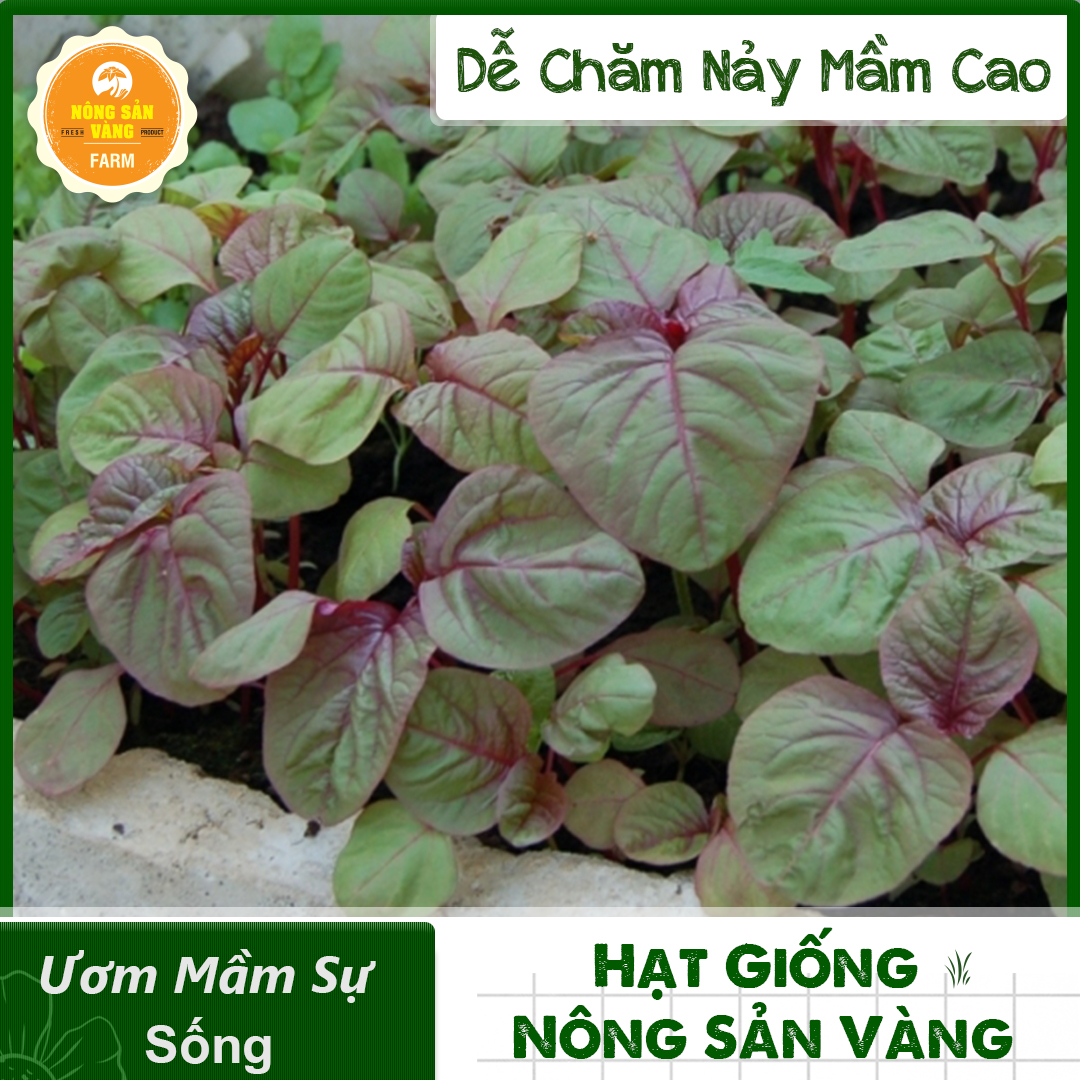 Hạt giống Rau Dền Tía, Tỉ Lệ Nảy Mầm Cao, Sinh Trưởng Và Phát Triển Khỏe, Năng Suất Cao Mùa Vụ Quanh Năm - Nông Sản Vàng
