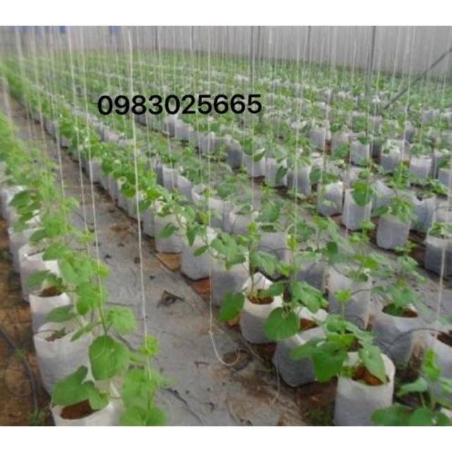 Túi vải ko quai kích thước 20x20