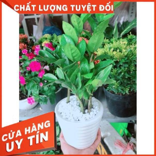 Chậu kim phát tài hay kim tiền