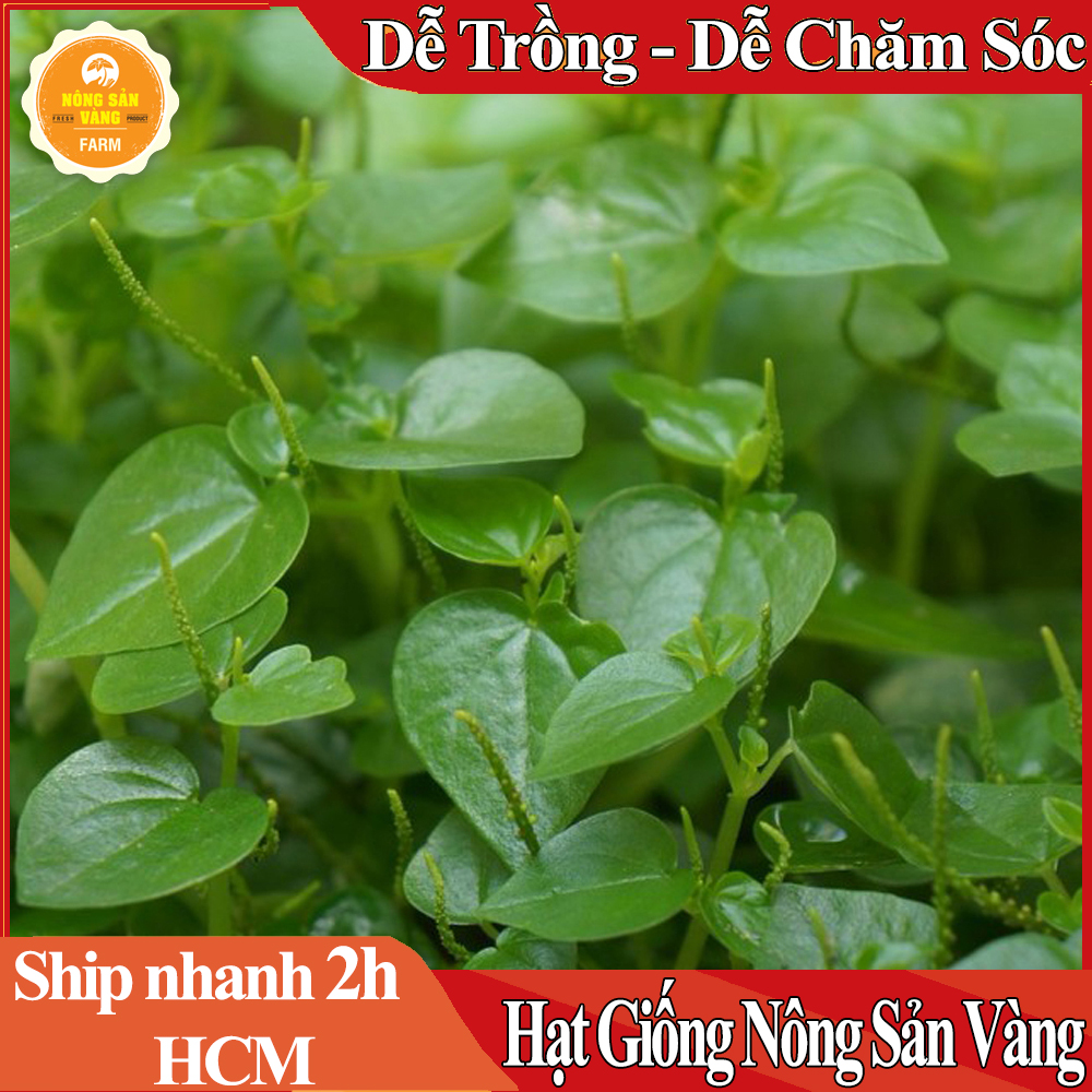 Hạt giống Rau Tiêu Tỉ Lệ Nảy Mầm Cao, Sinh Trưởng Và Phát Triển Khỏe, Năng Suất Cao - Nông Sản Vàng
