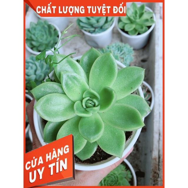 Sen Đá Size Trung Đồng Giá 45k