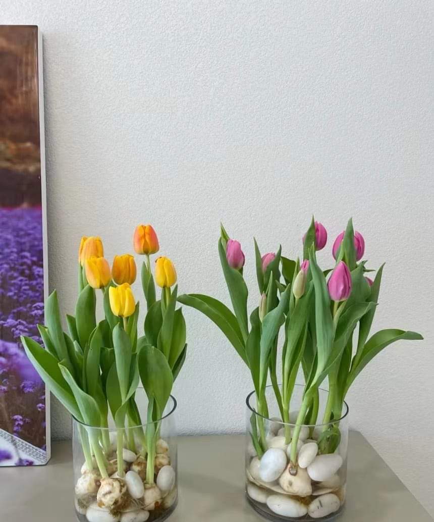 CỦ HOA TULIP NHIỀU MÀU( MUA 10 CỦ TẶNG 1 CỦ)