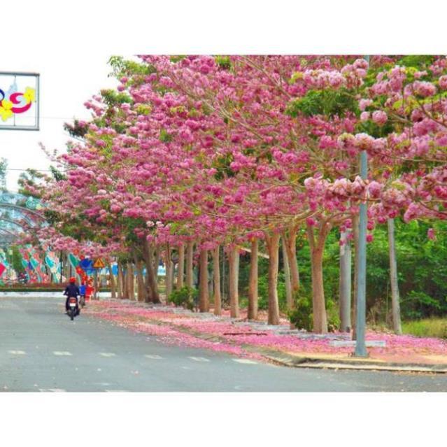 COMBO 10 BẦU CÂY GIỐNG CÂY KÈN HỒNG