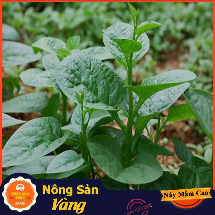 Hạt giống Mồng Tơi Xanh - Nông Sản Vàng