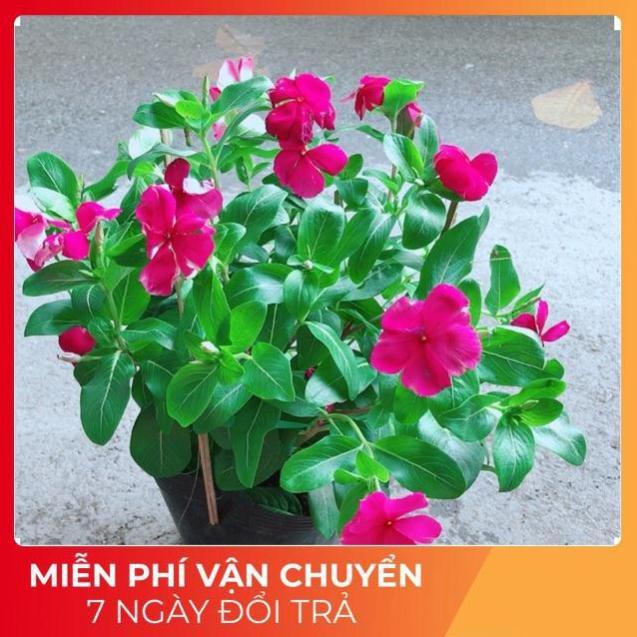 Hoa Dừa Cạn Màu Hồng