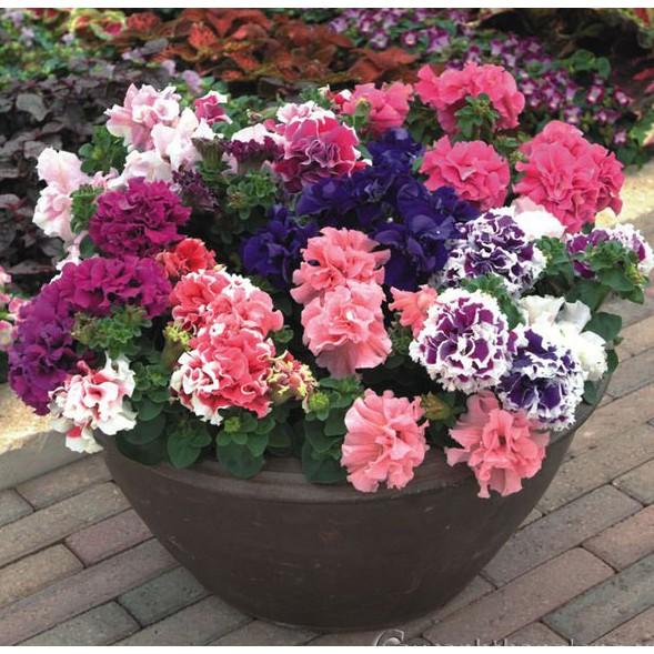 Hạt giống Dạ yên thảo kép nhiều màu tỷ lệ nảy mầm cao Petunia seeds