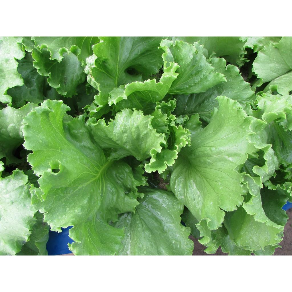 Hạt Giống Xà Lách Minetto