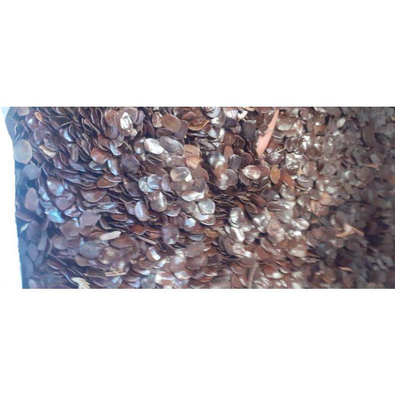 250 gram hạt muồng đen giống
