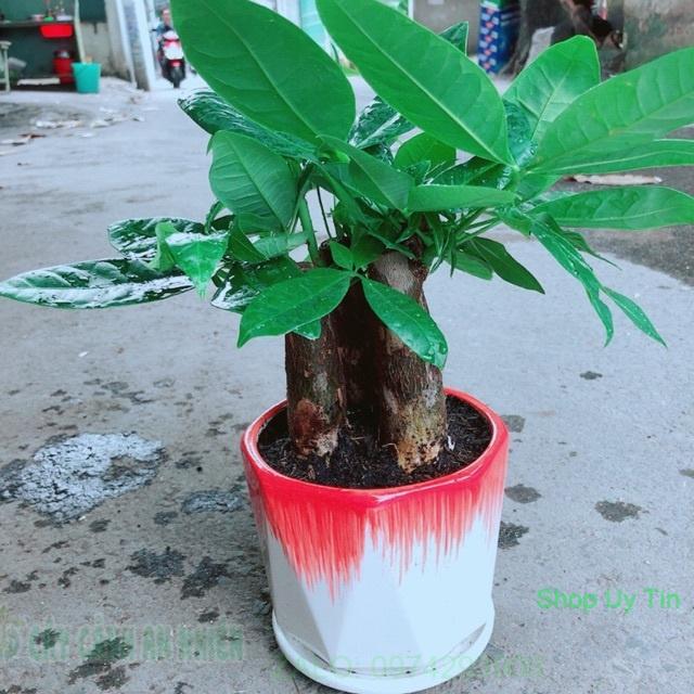 Chậu Kim Ngân 3 Thân