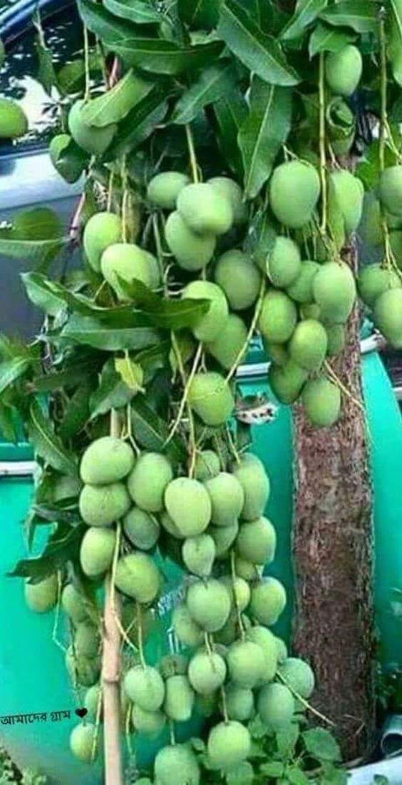 CÂY GIỐNG XOÀI