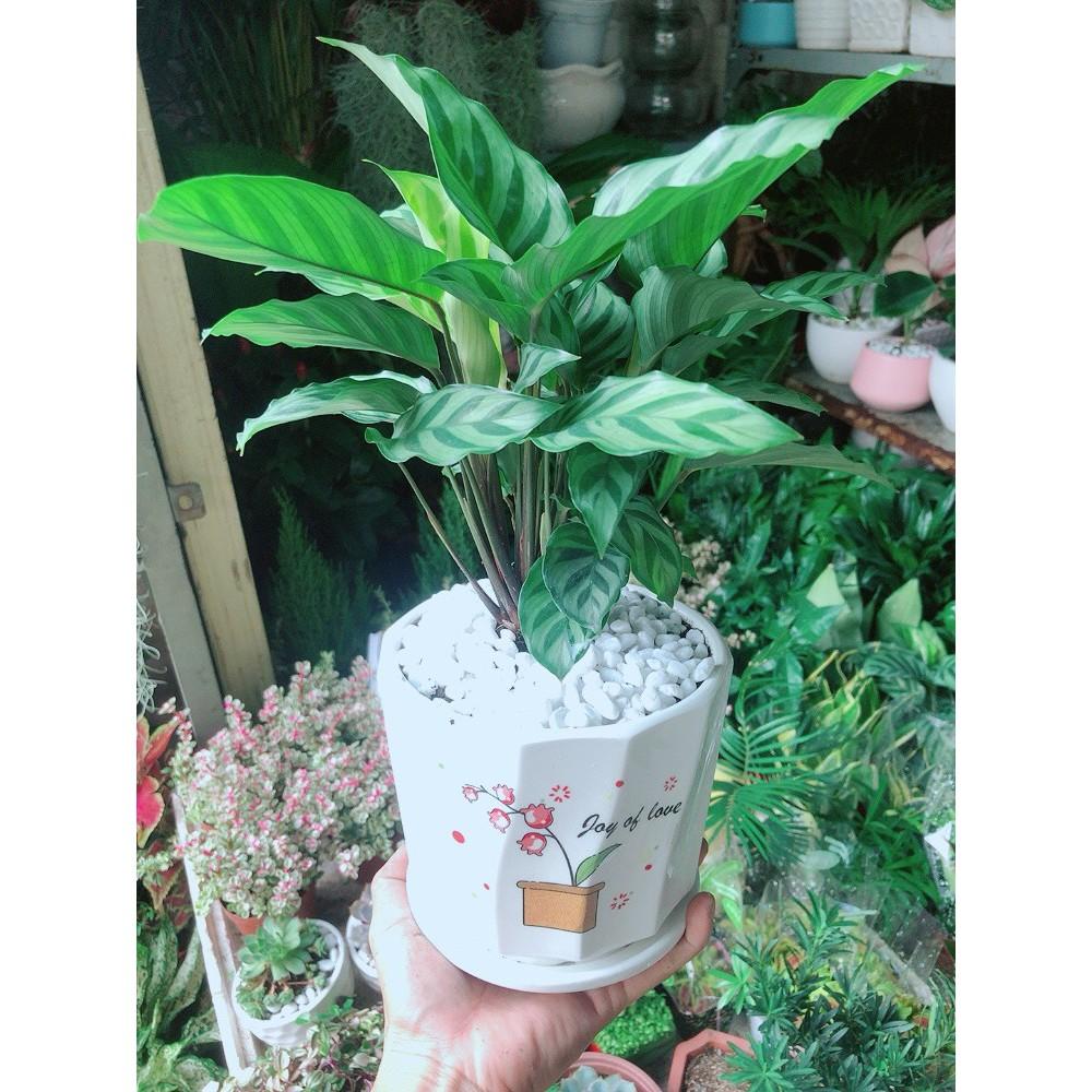 Chậu Cây Hồng Môn