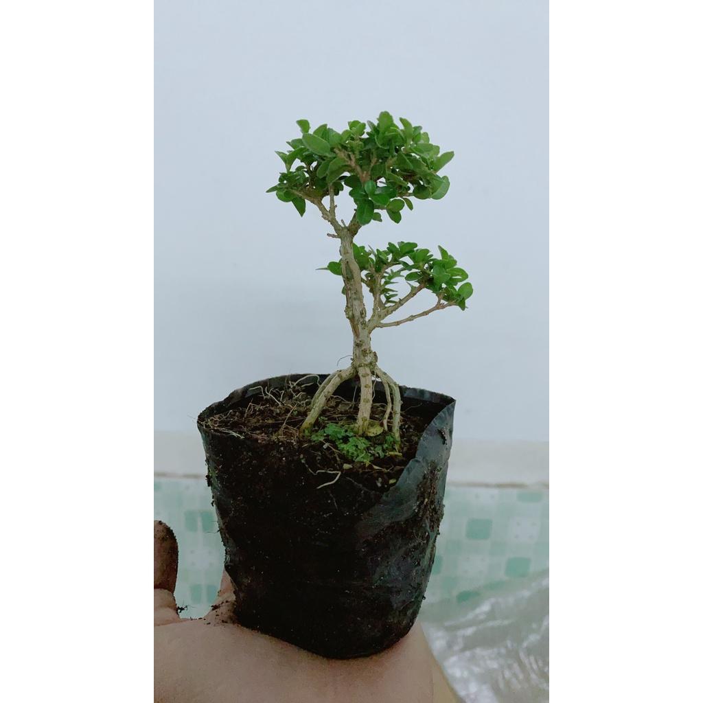 Cây Sam Hương Bonsai Mini