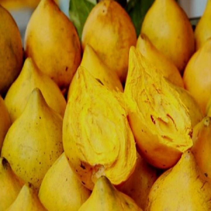 CÂY TRỨNG GÀ - Lê ki ma - CÂY TRỨNG GÀ - Lê ki ma