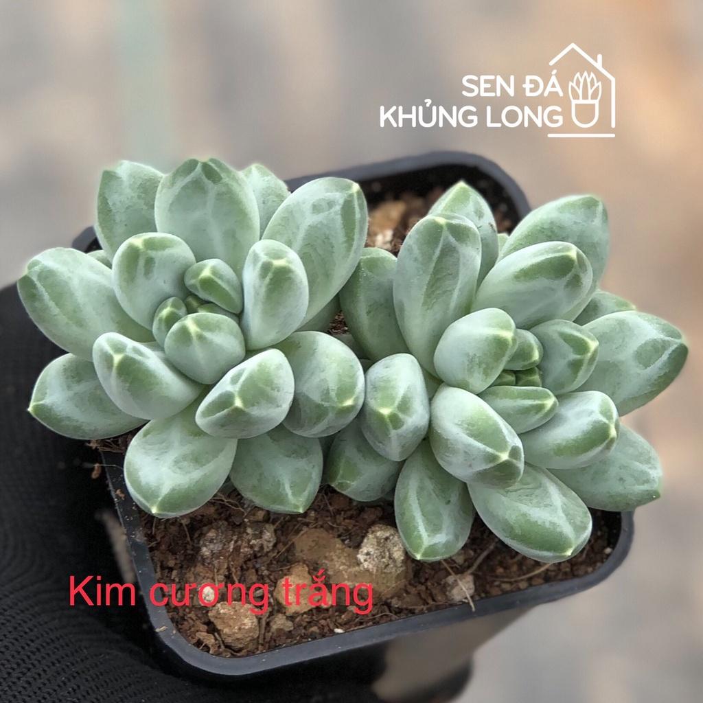 sen đá Kim Cương Trắng - pachyphytum compactum rose - 1 bông