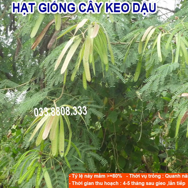 HẠT GIỐNG KEO DẬU - Thức Ăn Chăn Nuôi - Hạt Giống Cỏ Chăn Nuôi - Cỏ Chăn Nuôi Trâu,Bò,Dê...