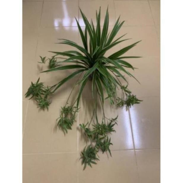 CHUẨN Bụi cây dây nhện/cây cỏ nhện, cây mẫu tử- bầu đất