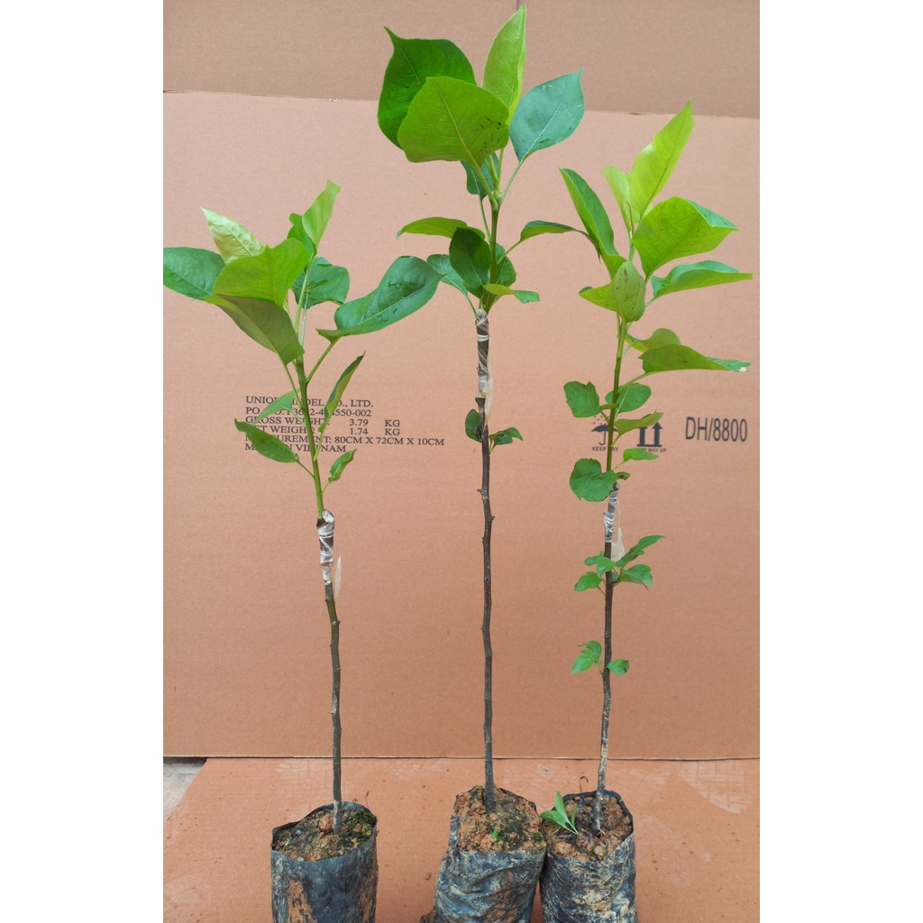 Cây giống LÊ ĐỎ NAM PHI cây ghép F1 đầu dòng
