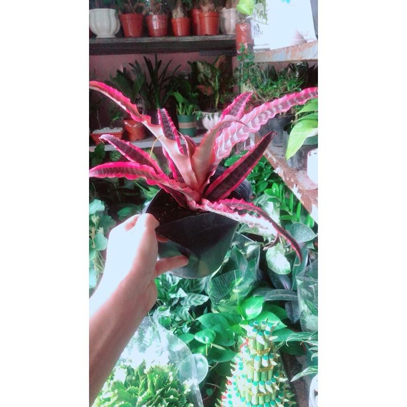 Cây Dứa Hồng Phụng