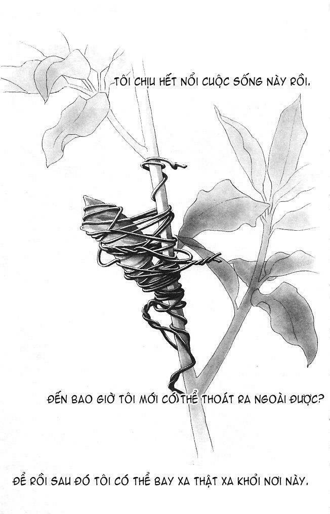 papillon hana to chou - hoa và bướm chapter 1 4