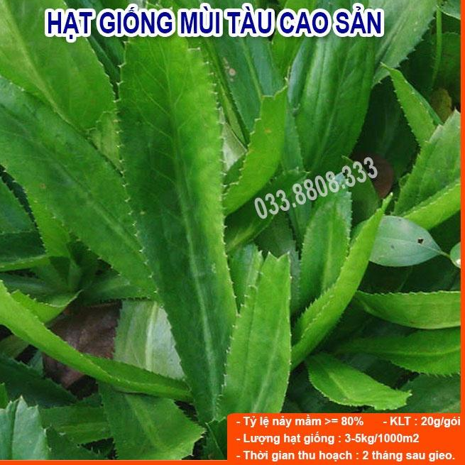 Hạt Giống Rau Mùi Tàu khoảng 500 hạt
