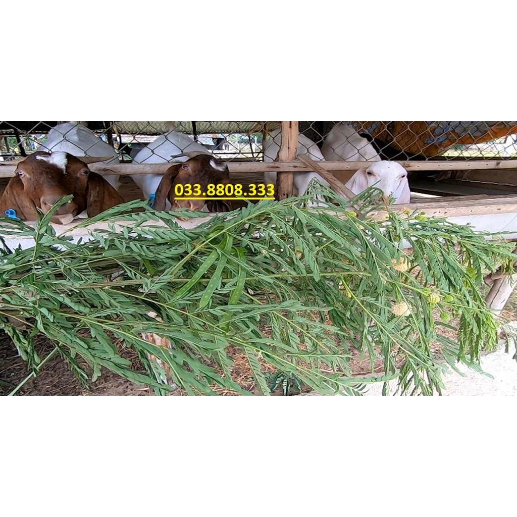 HẠT GIỐNG KEO DẬU  - Thức Ăn Chăn Nuôi - Hạt Giống Cỏ Chăn Nuôi - Cỏ Chăn Nuôi Trâu,Bò,Dê...