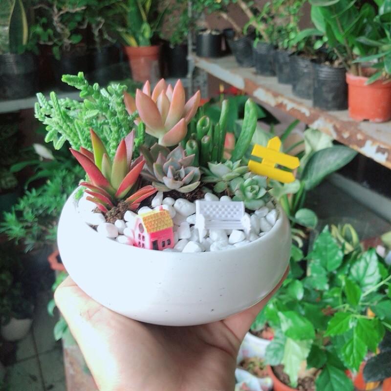 Chậu Sen Đá Tiểu Cảnh