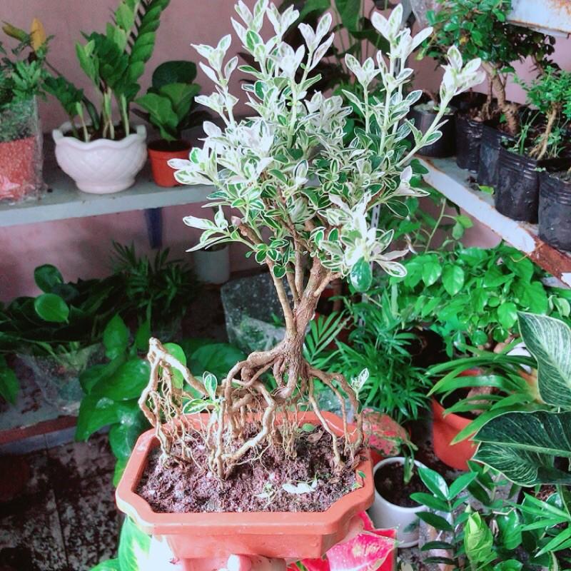 Cây Bonsai