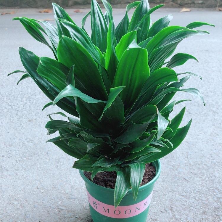 Cây Phát Tài Nhật