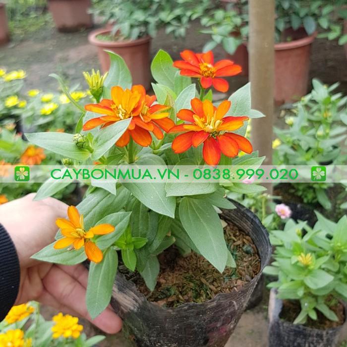 Cây Hoa Cúc Lá Nhám, bịch đen cao 25-30cm, được lựa chọn đủ màu sắc.