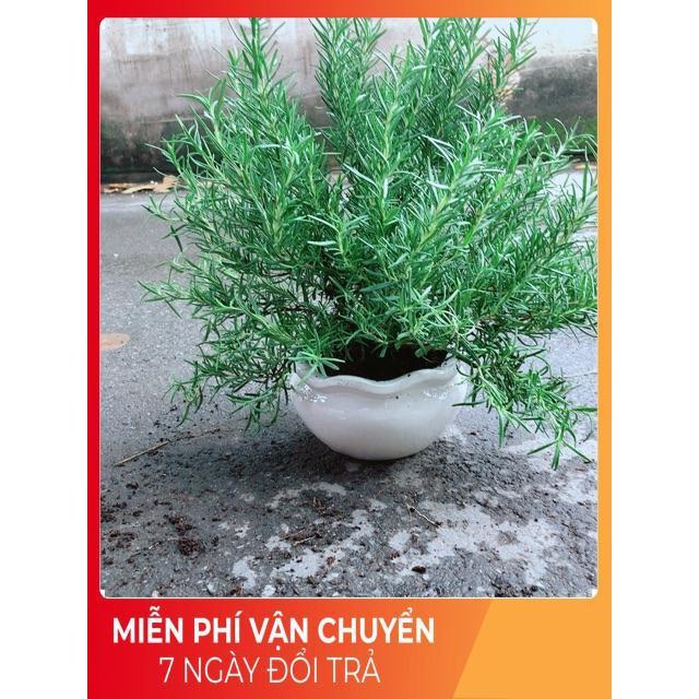 Chậu Hương Thảo Lớn