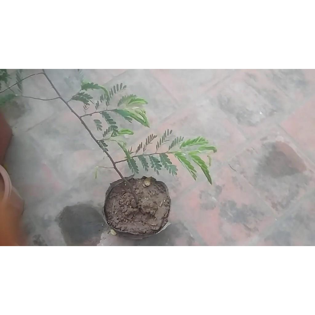 Combo 3 cây giống Me thái ăn ngon