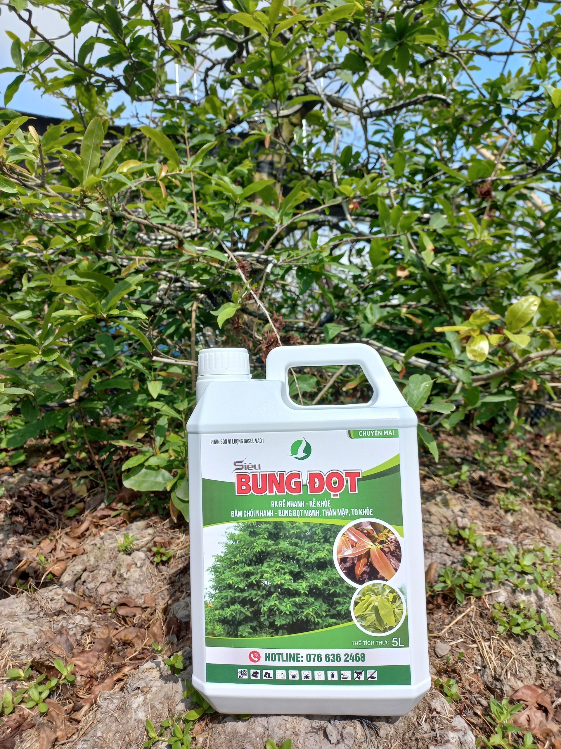 PHÂN BÓN CHUYÊN BUNG ĐỌT, KÍCH RỄ CHO MAI VÀNG - CAN 5 LÍT SIÊU TIẾT KIỆM