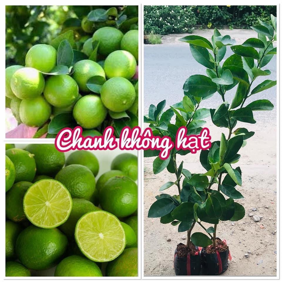CÂY GIỐNG CHANH KHÔNG HẠT SIÊU SỚM