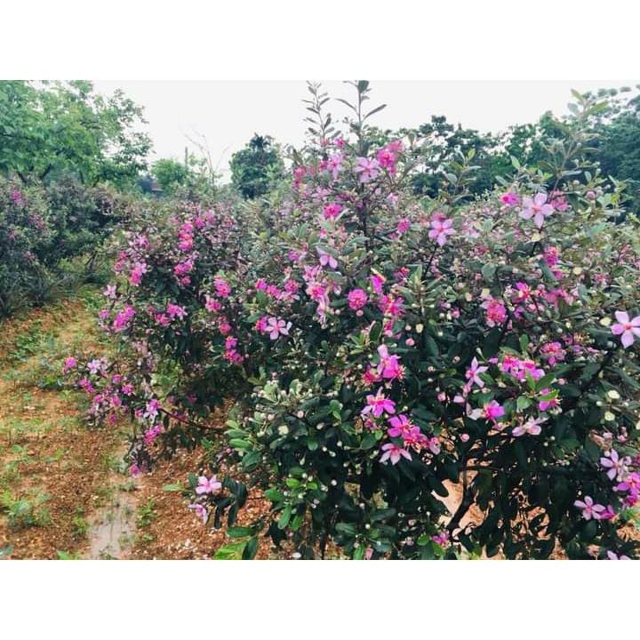 CÂY GIỐNG SIM TÍM .