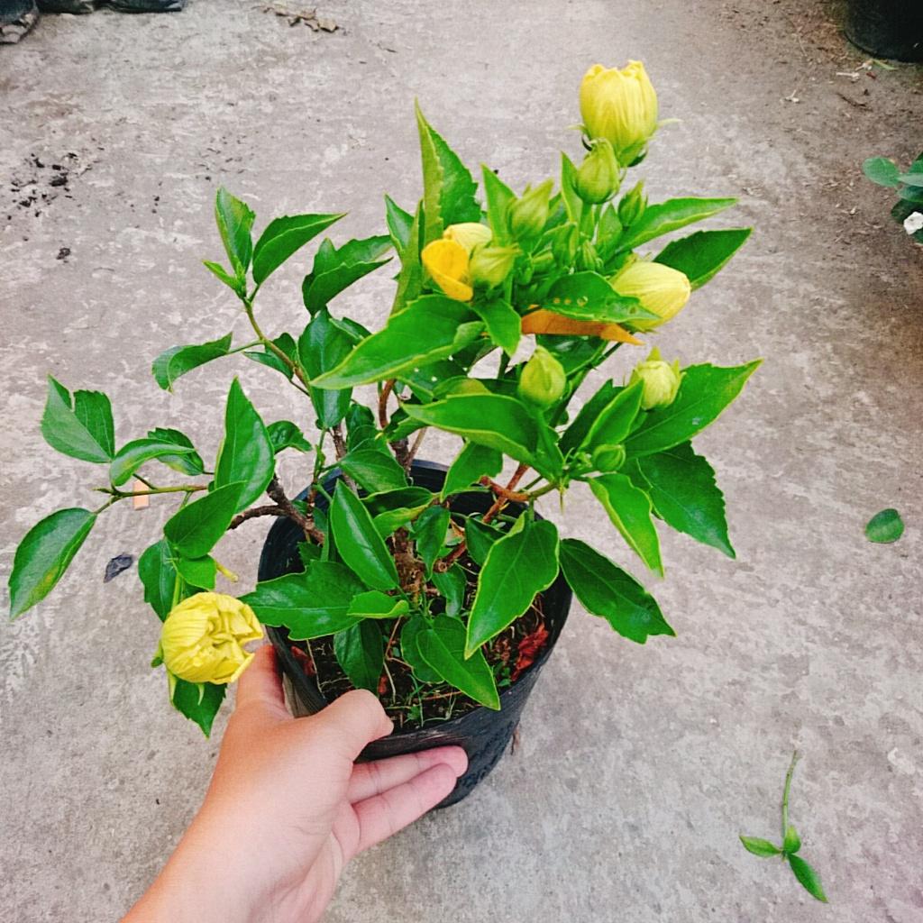 Cây Hoa Dâm Bụt cánh kép  - cây cảnh trong nhà + tặng phân bón cho cây mau lớn