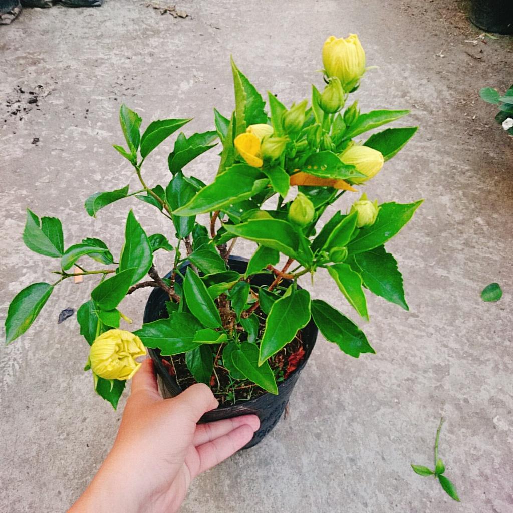 Cây Hoa Dâm Bụt cánh kép (Màu Vàng) - cây cảnh để trong nhà + tặng phân bón cho cây