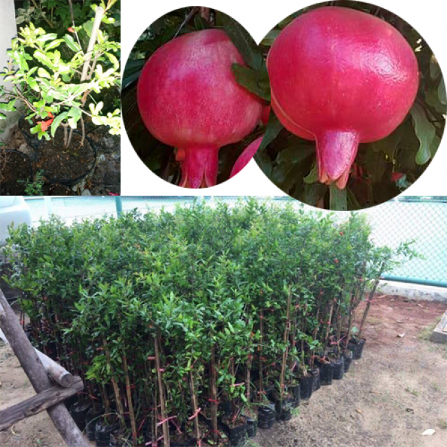 Cây lựu đỏ, cây lựu đỏ Ấn Độ, Cây lựu đỏ siêu lùn