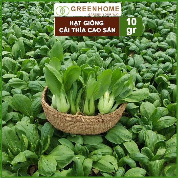 Hạt giống rau Cải thìa cao sản, gói 10gr, nẩy mầm khỏe năng suất cao R08 |Greenhome