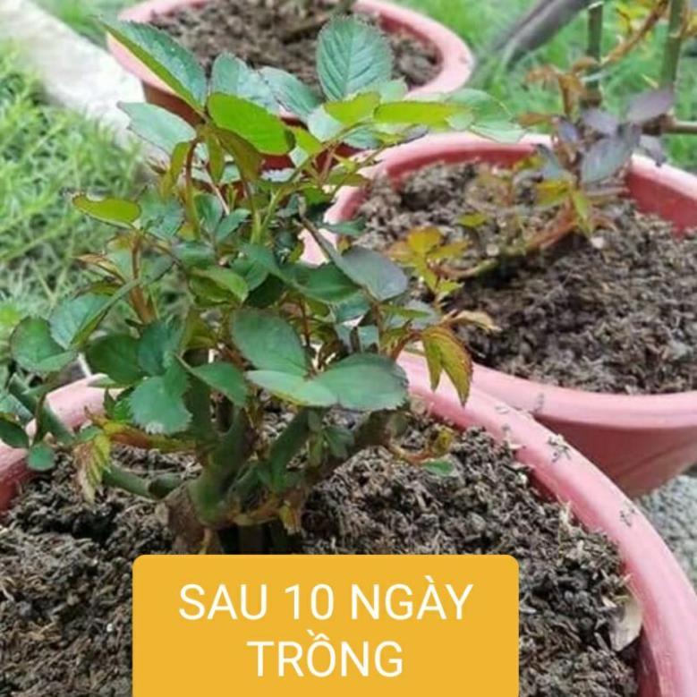 HOA HỒNG NGOẠI RỄ TRẦN NHIỀU MÀU