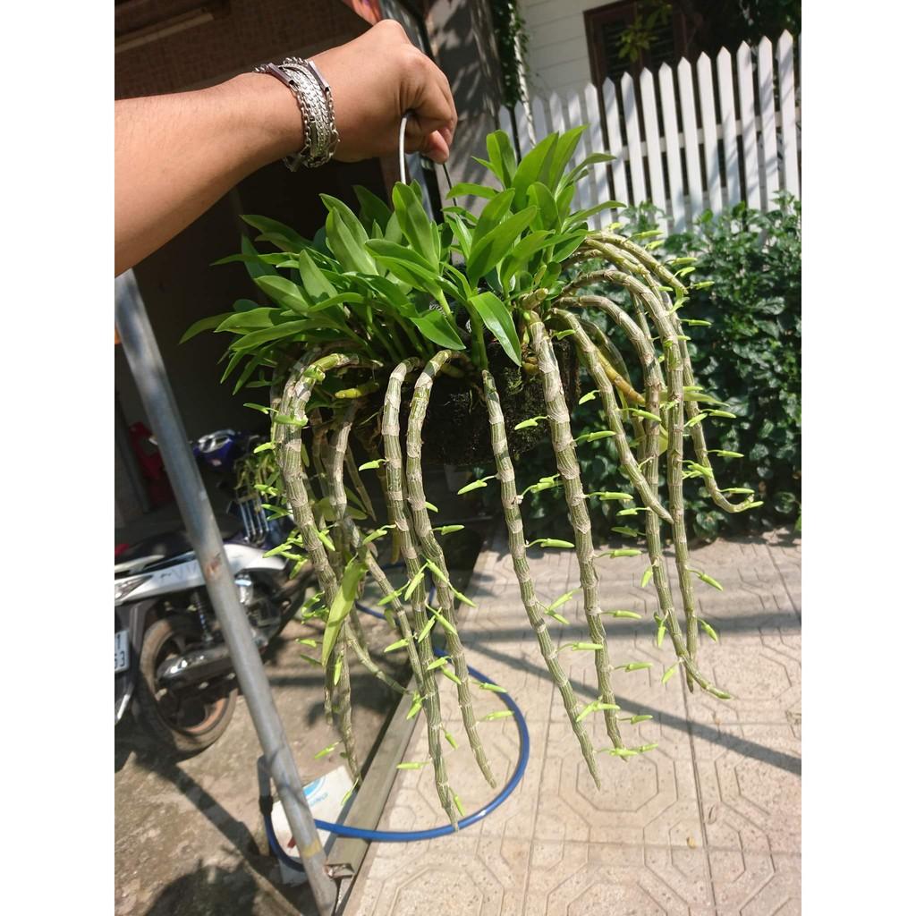 BỘ 3 LOẠI : KEO LIỀN DA CÂY MỸ TIẾN + NANO BẠC HÙNG NGUYỄN + TRỊ NẤMHÙNG NGUYỄN