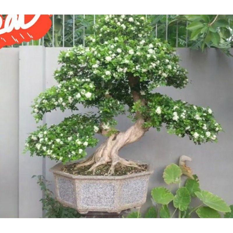 Nguyệt Quế Bonsai